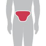 SAS-TEC SP-T - ochraniacz kości ogonowej (level 2)